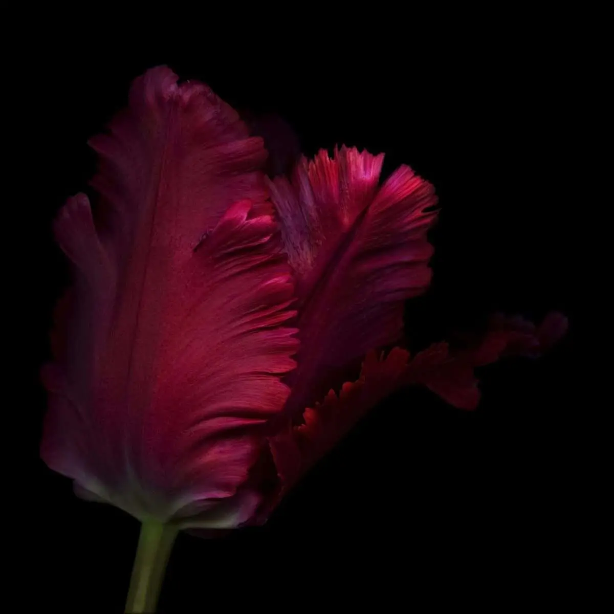 Poster Blommor – Röd Tulpan