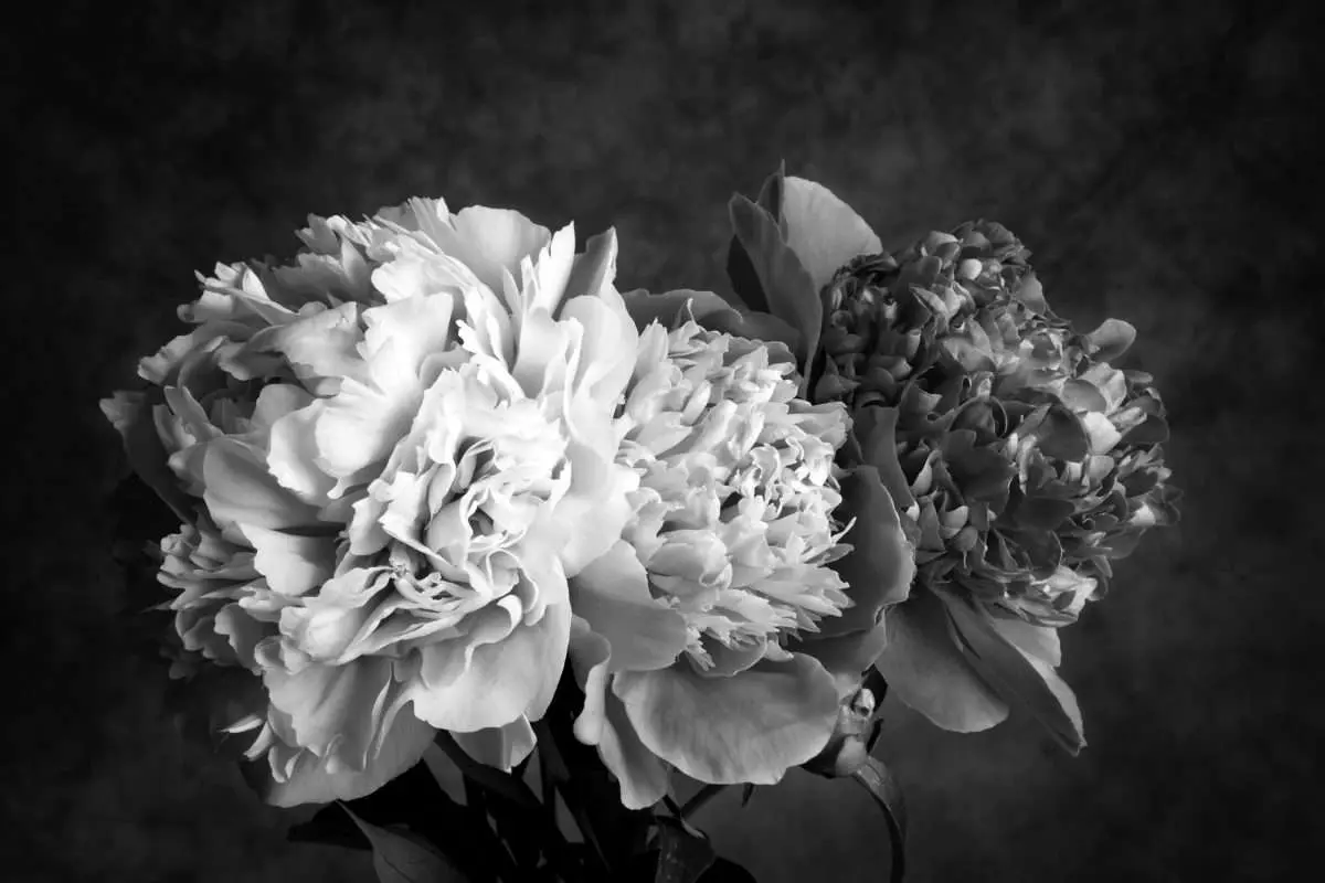 Poster Blommor – Tre Svartvita Pioner