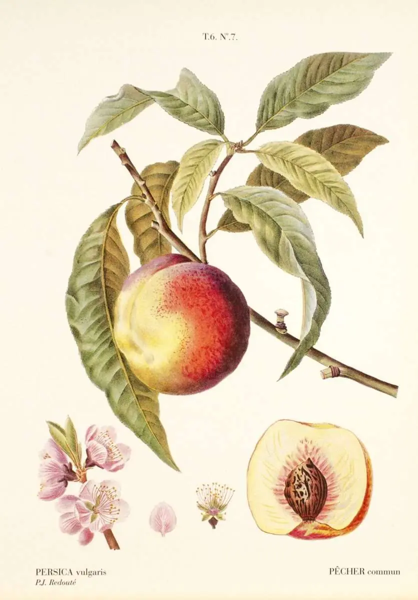 Poster Blommor – Vintage Peach - Bild 2