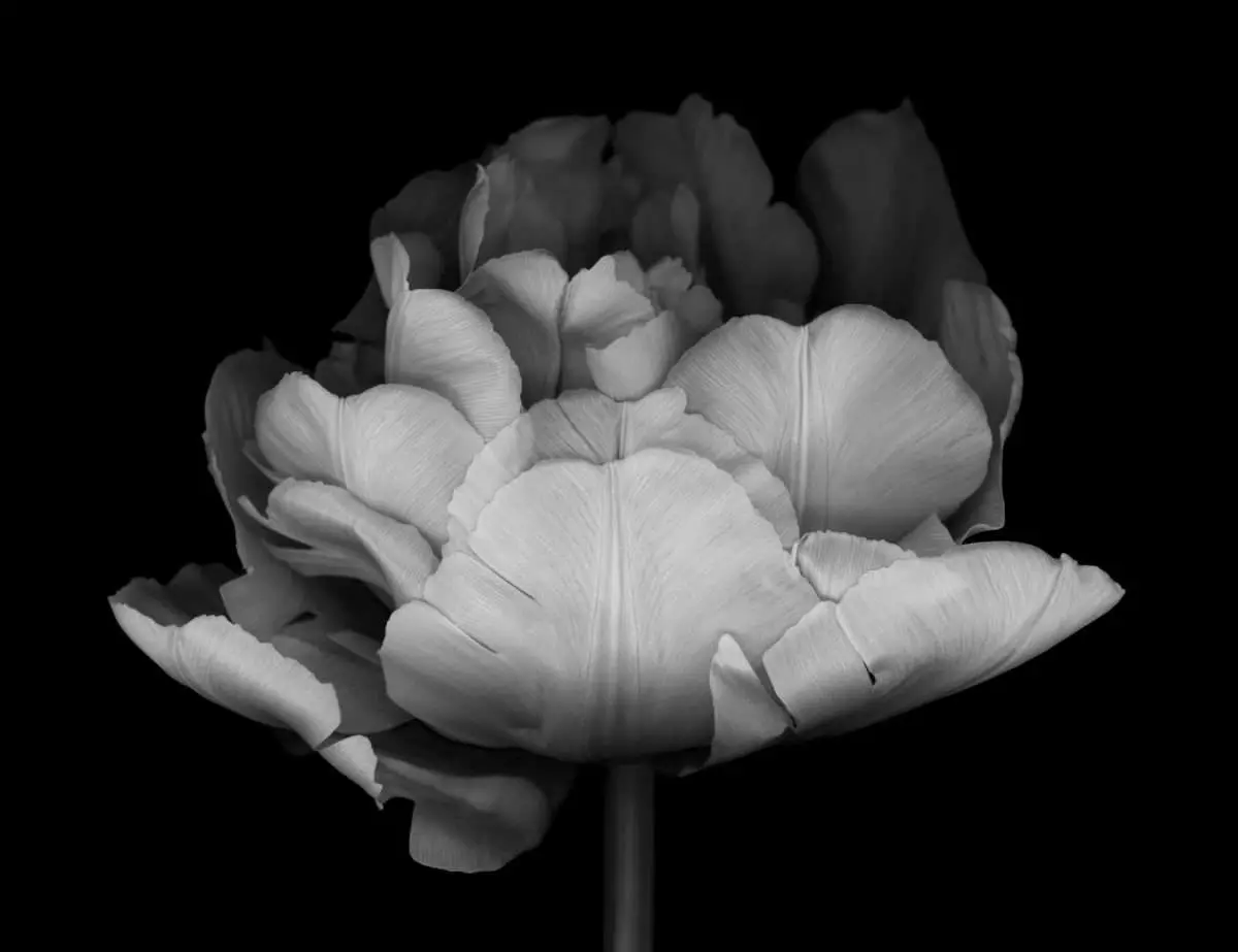 Poster Blommor – Vit Tulpan - Bild 2