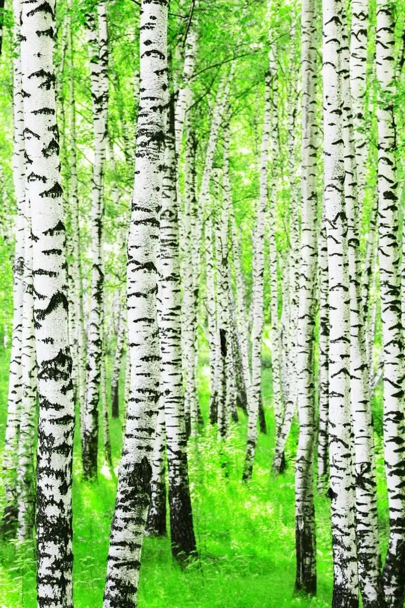 Poster Naturmotiv – Björkar
