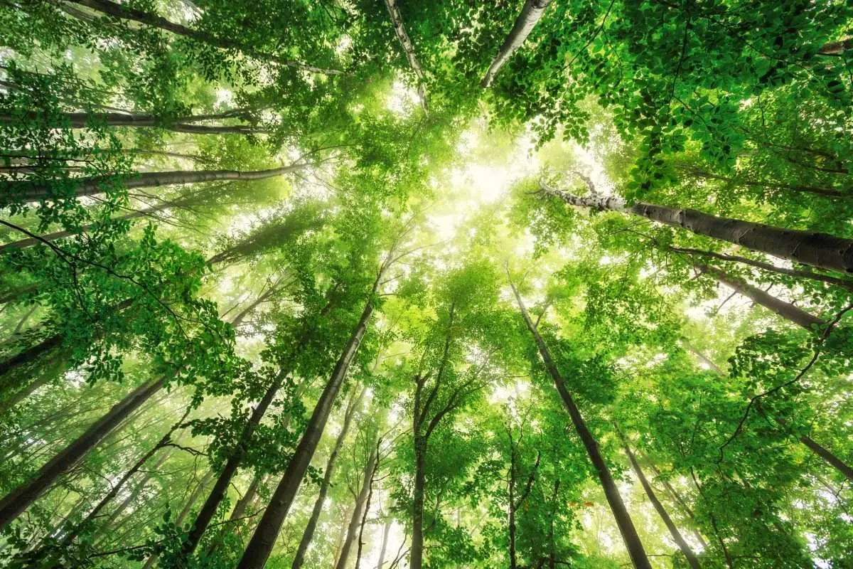 Poster Naturmotiv – Treetops